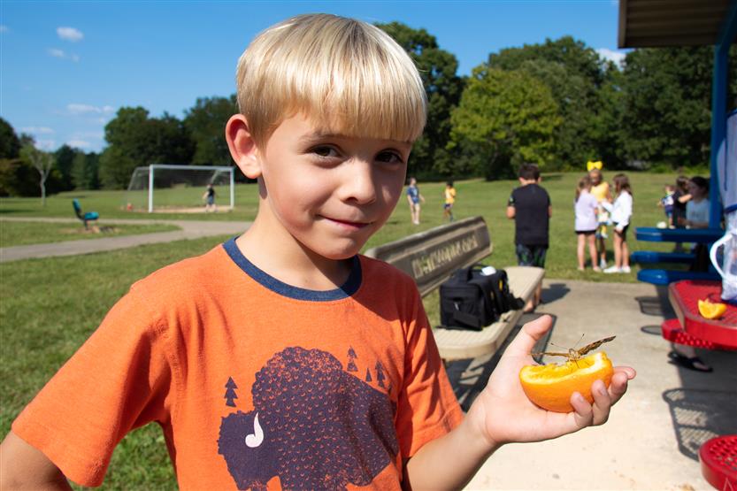 A boy wearing an orange shirt holds a butterfly on an orange slice